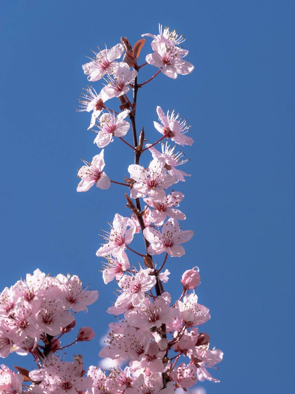 a pink flowered tree with a blue sky in the background