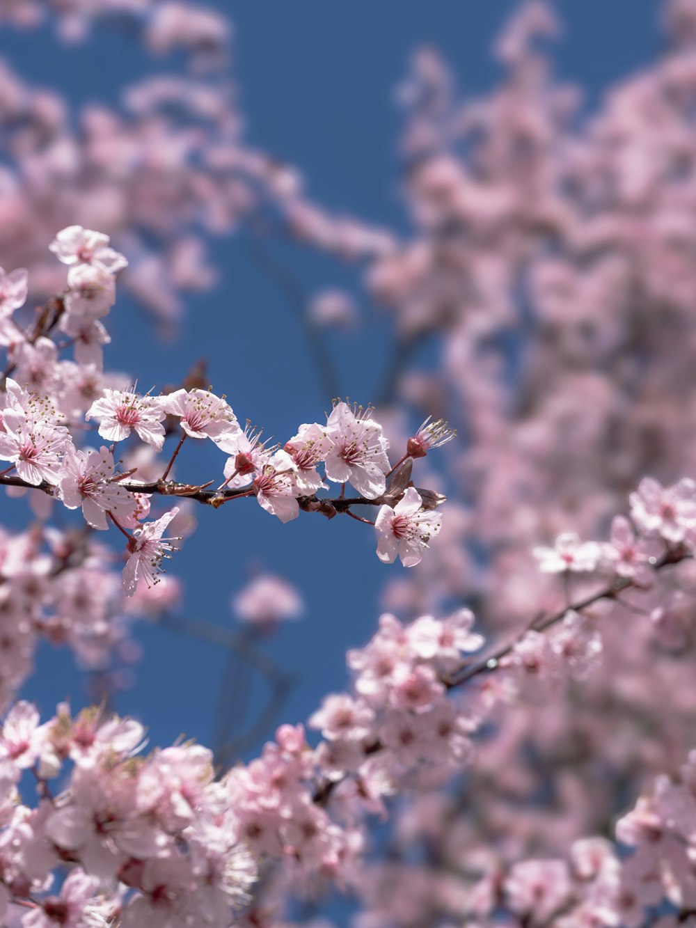 a close up of a tree with pink flowers