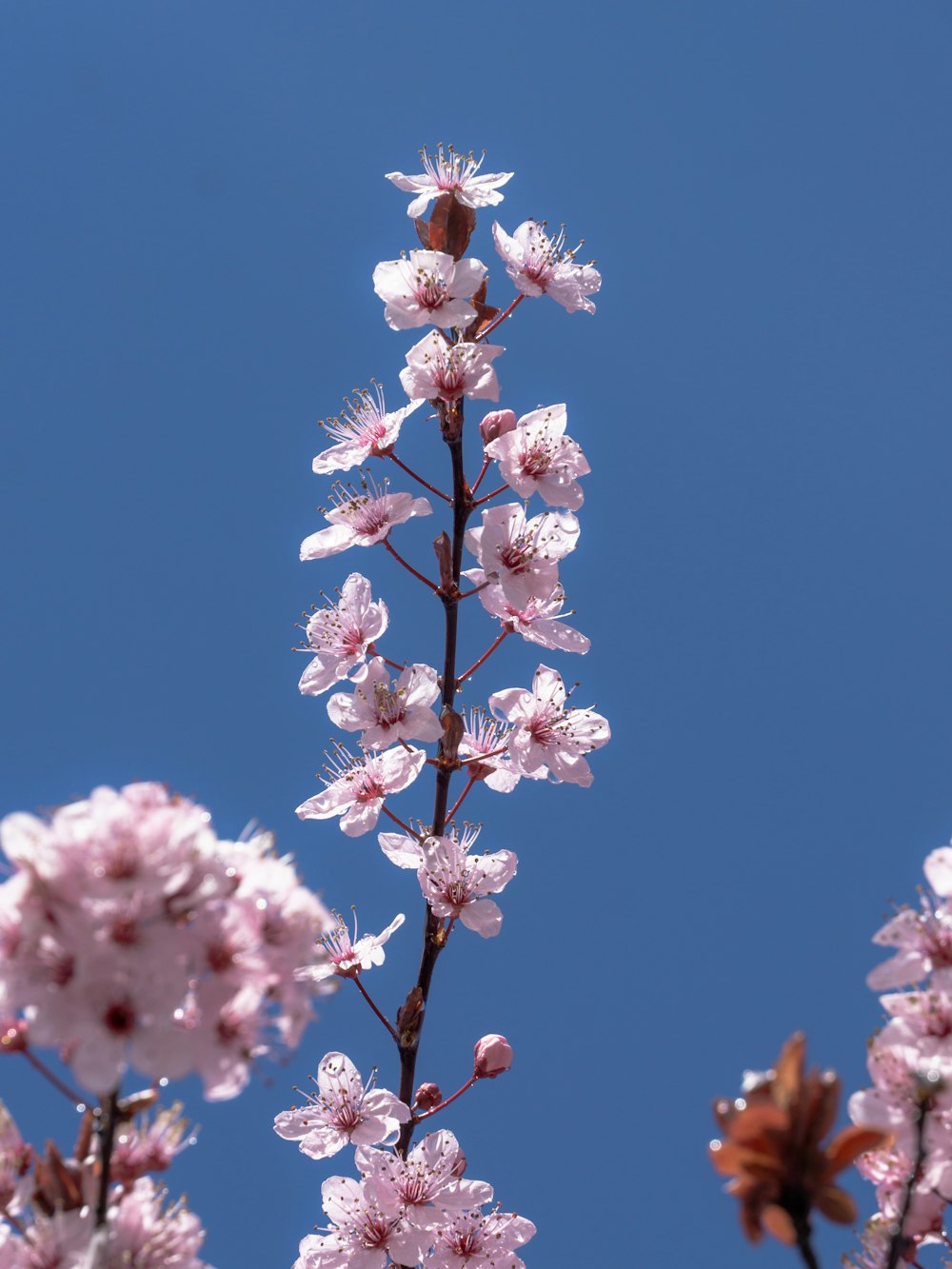 a close up of a pink flower with a blue sky in the background