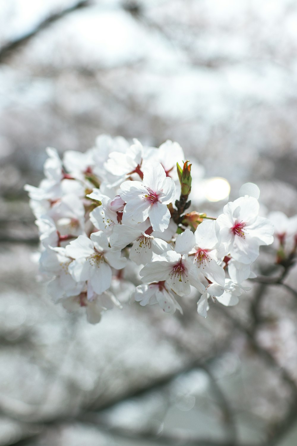 a close up of a tree with white flowers