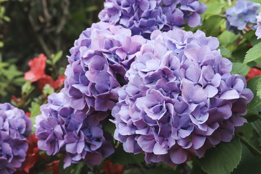 a close up of a bunch of purple flowers