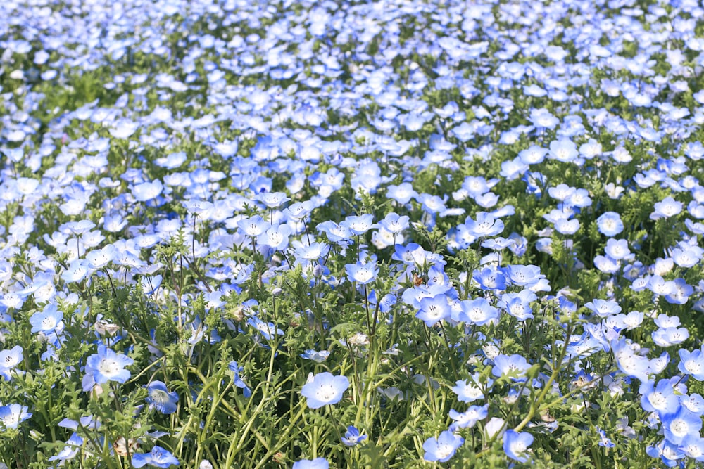 un campo lleno de flores azules con hojas verdes