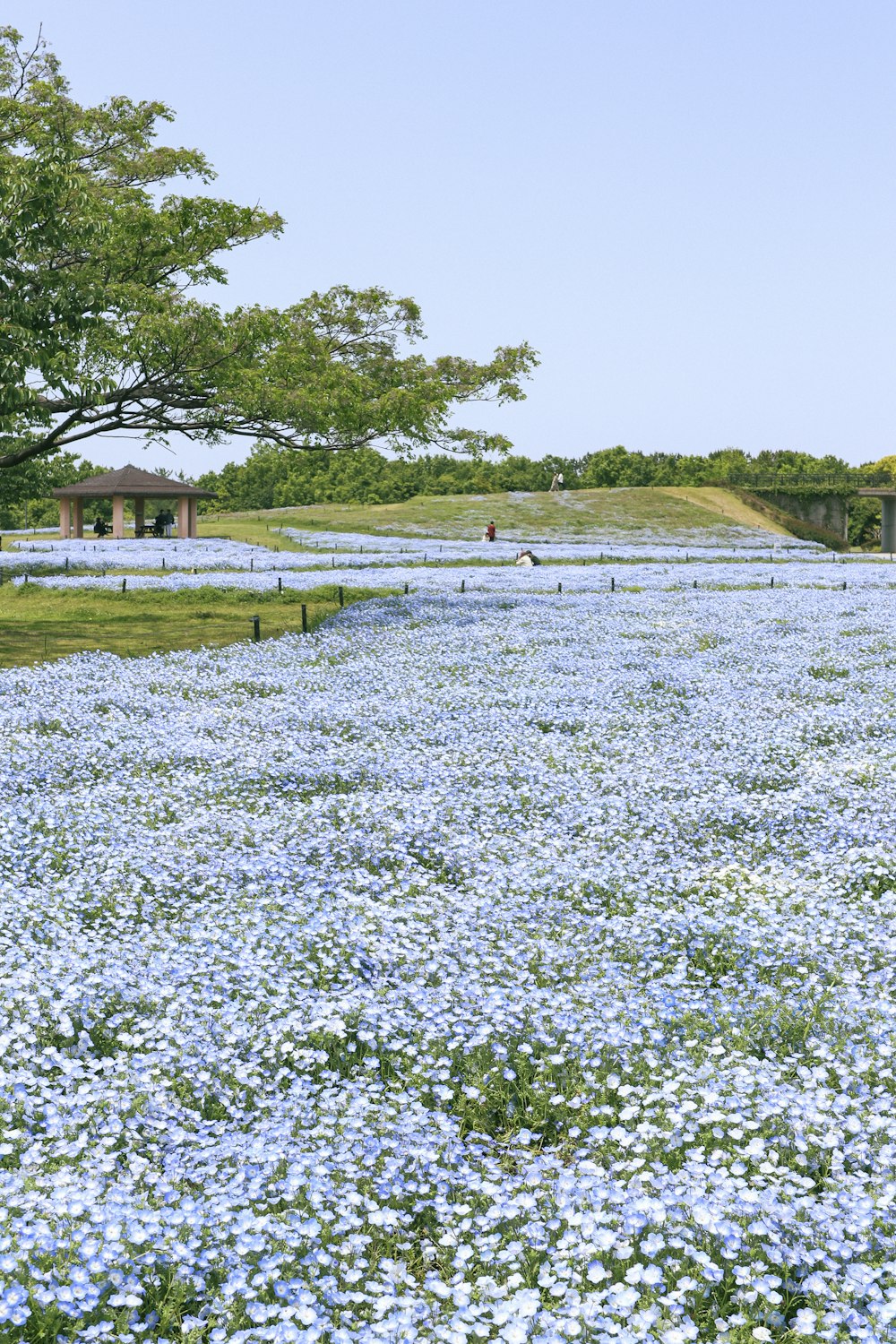 a field full of blue flowers with trees in the background