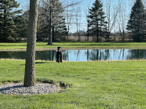 a man standing next to a tree near a pond