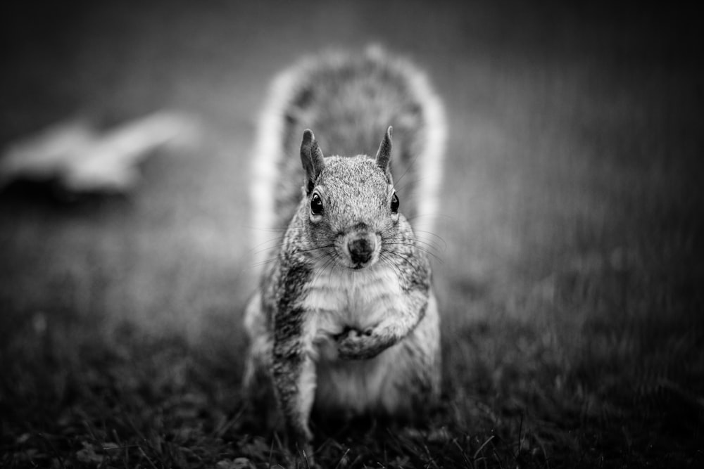 a black and white photo of a squirrel
