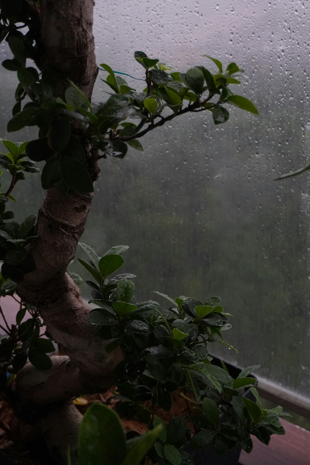 a plant in a pot on a rainy day