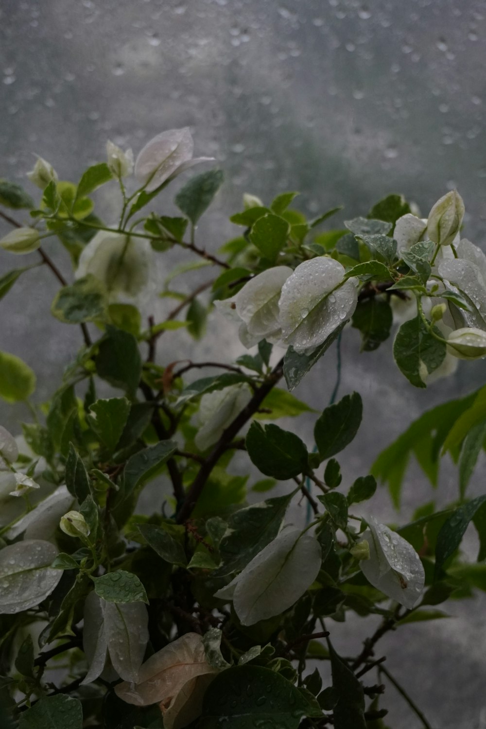 a tree branch with white flowers in the rain