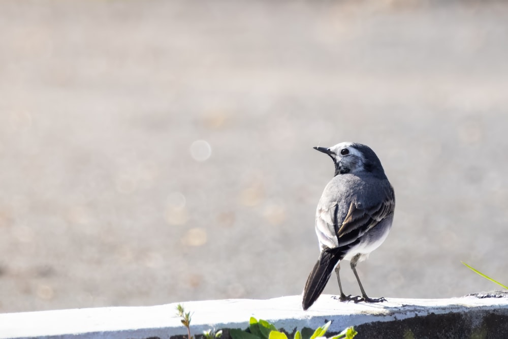 a small bird is standing on a ledge