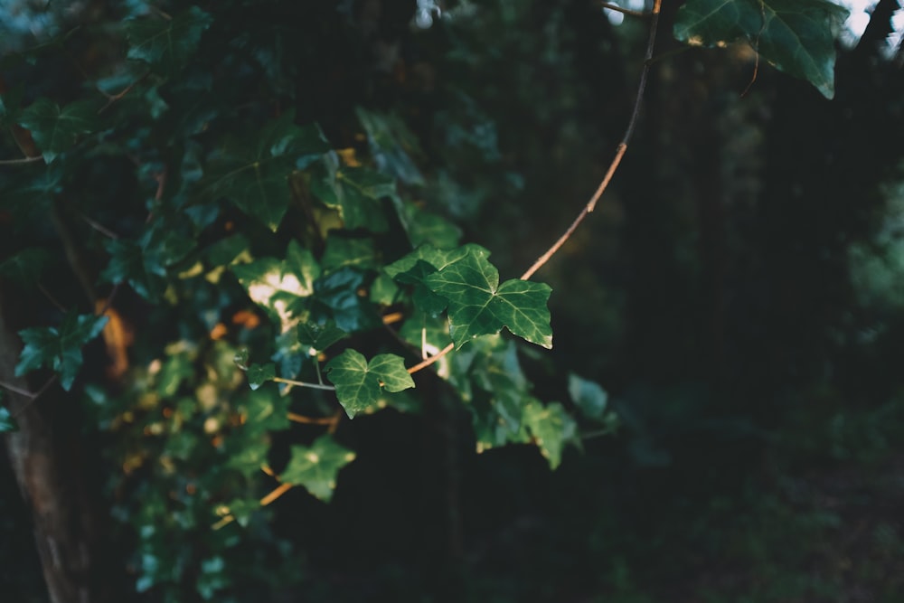 a tree branch with green leaves hanging from it