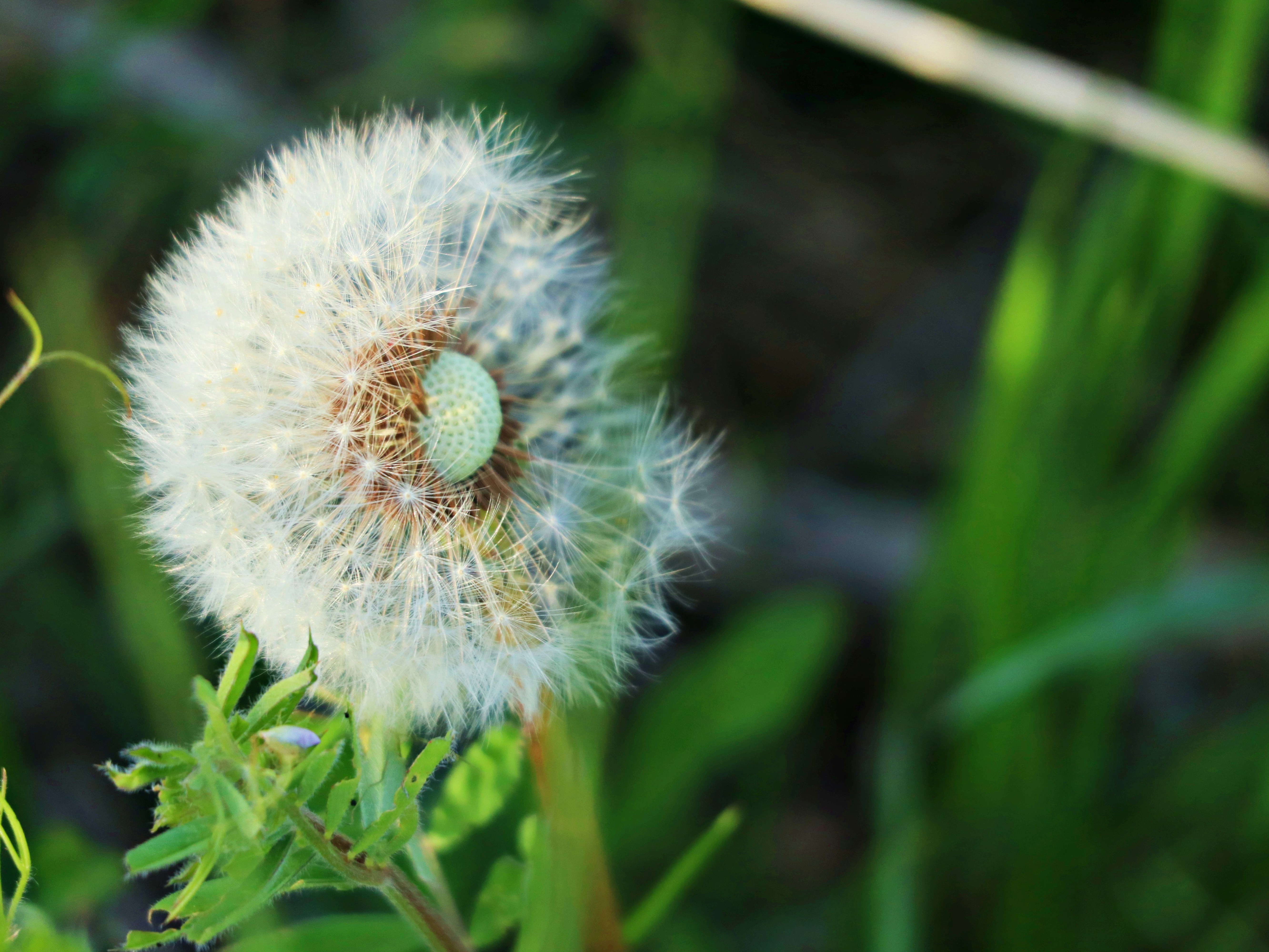 a close up of a dandelion in a field
