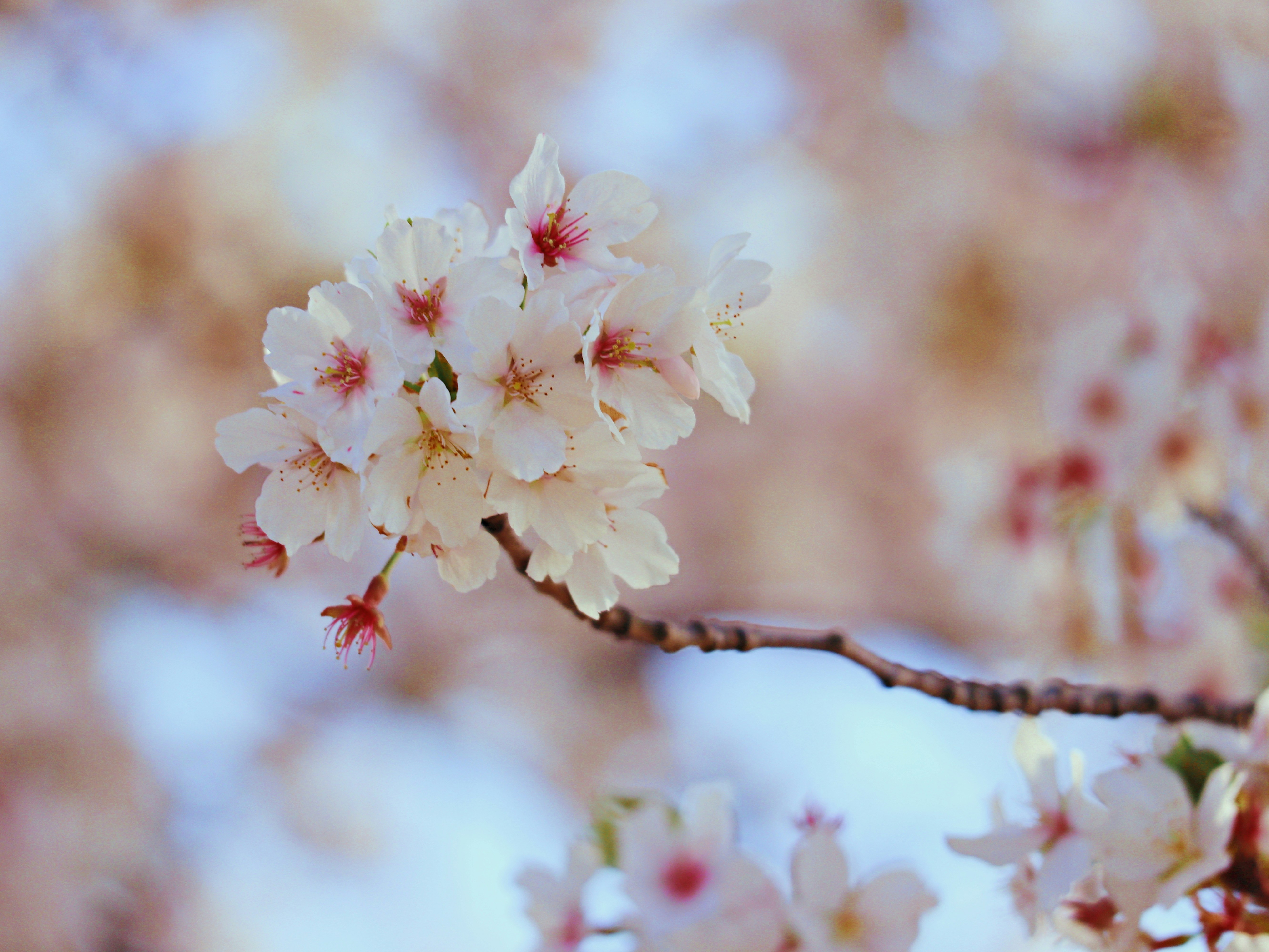 a close up of a branch with flowers on it