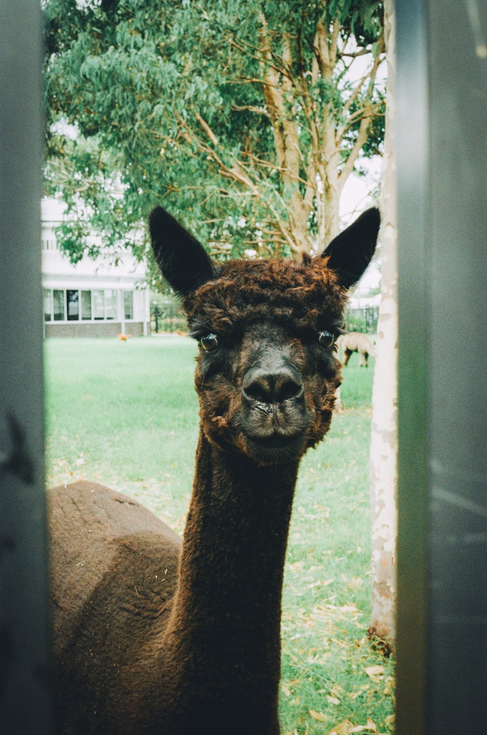 an alpaca looking through a door at the camera