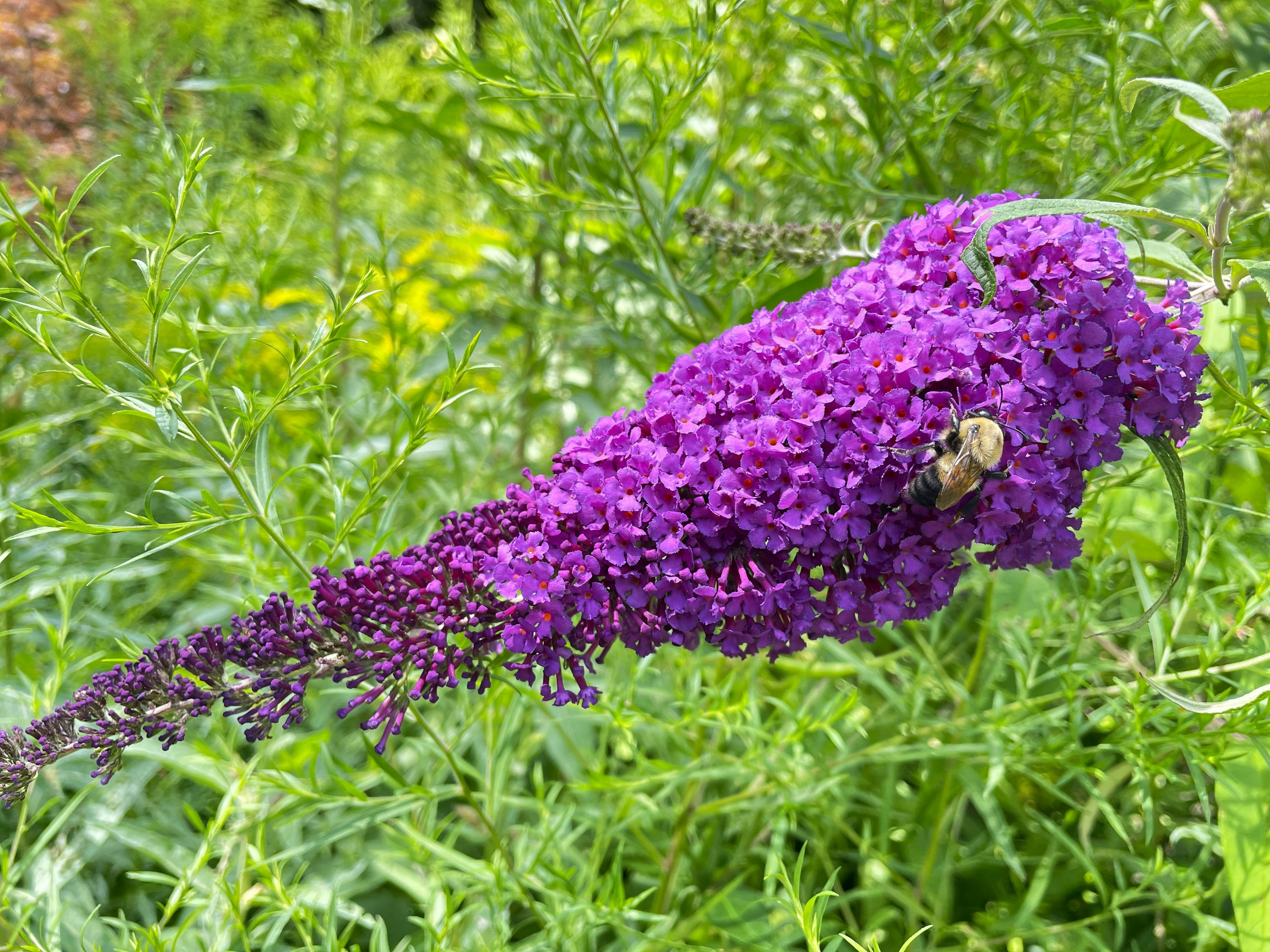 Butterfly Bush (Buddleja davidii): Beauty That Betrays Butterflies (image credits: unsplash)