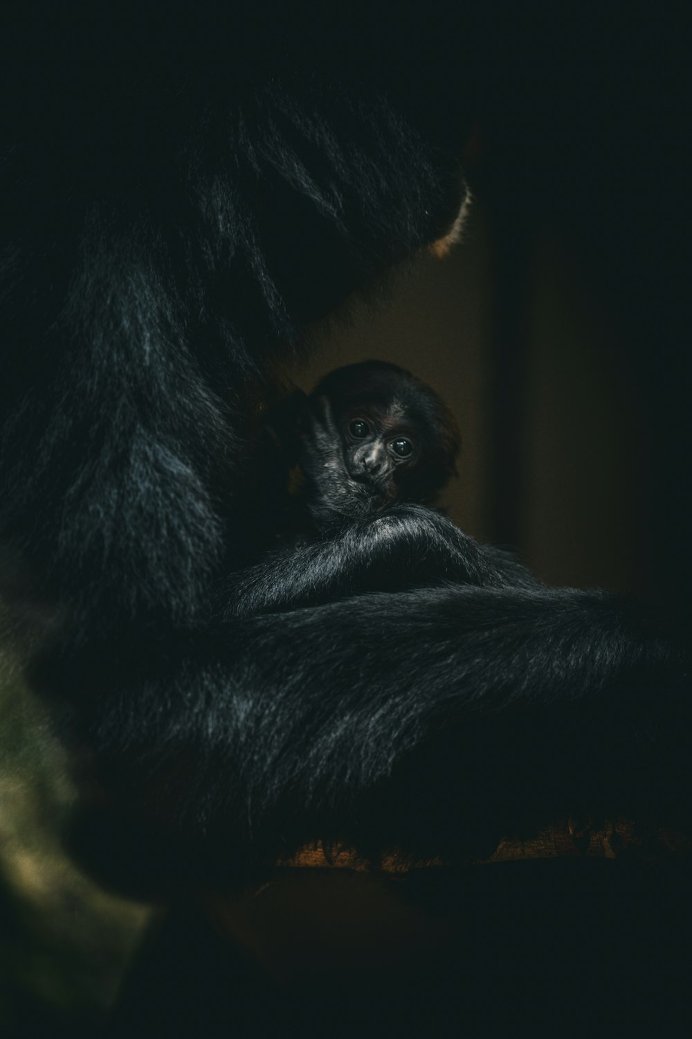 a small monkey is sitting on a table