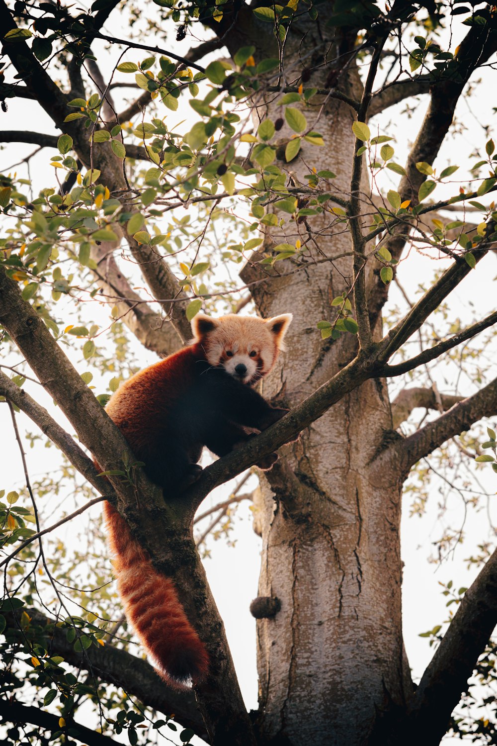 a red panda climbing up the side of a tree