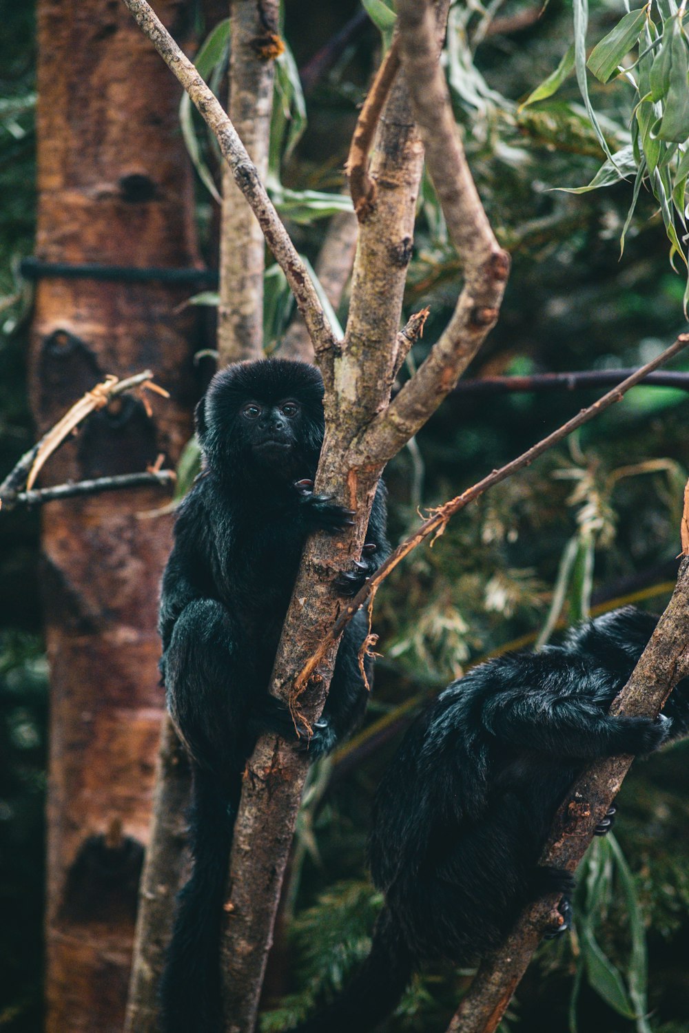 a couple of black monkeys sitting on top of a tree