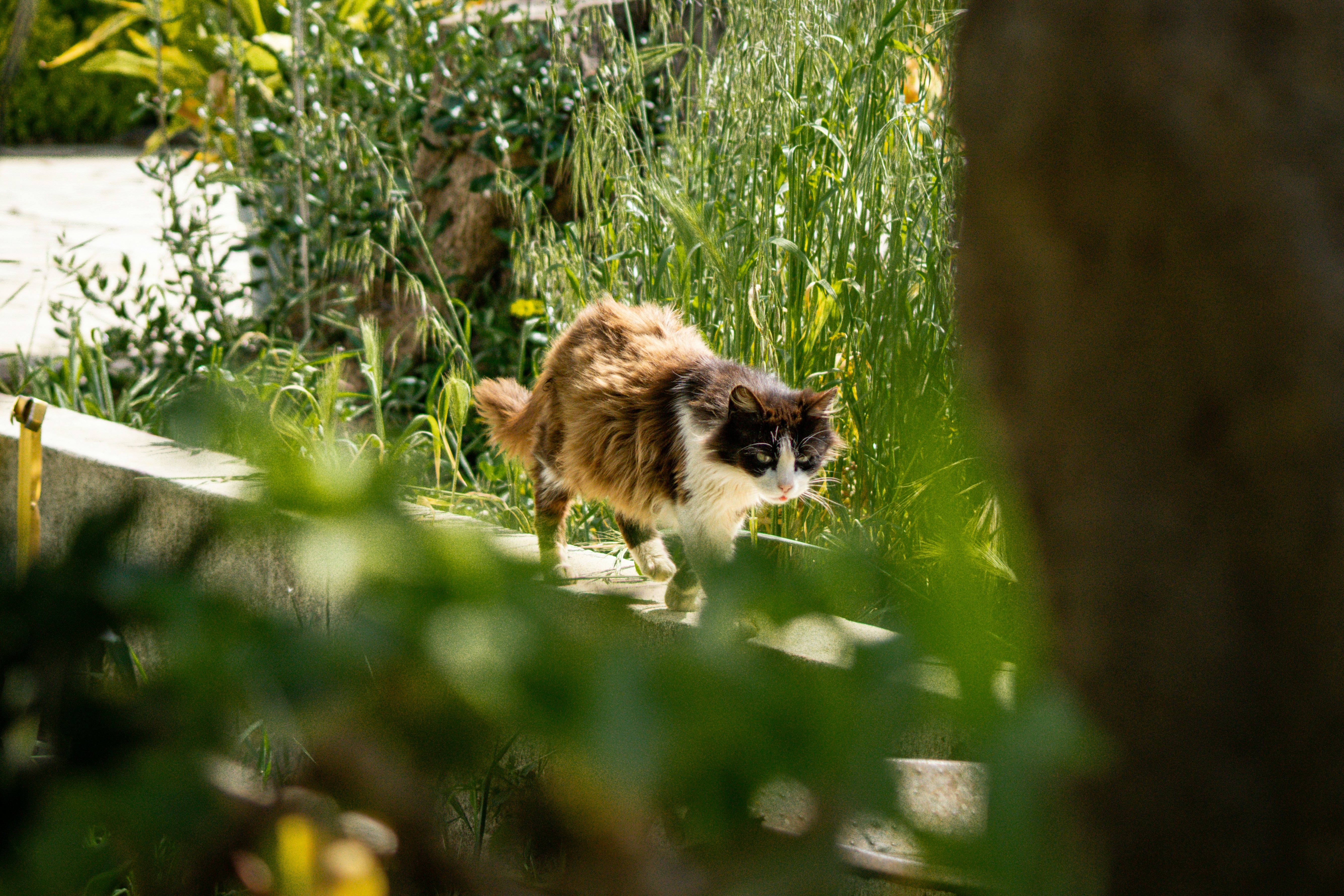 a cat walking in the grass near a tree