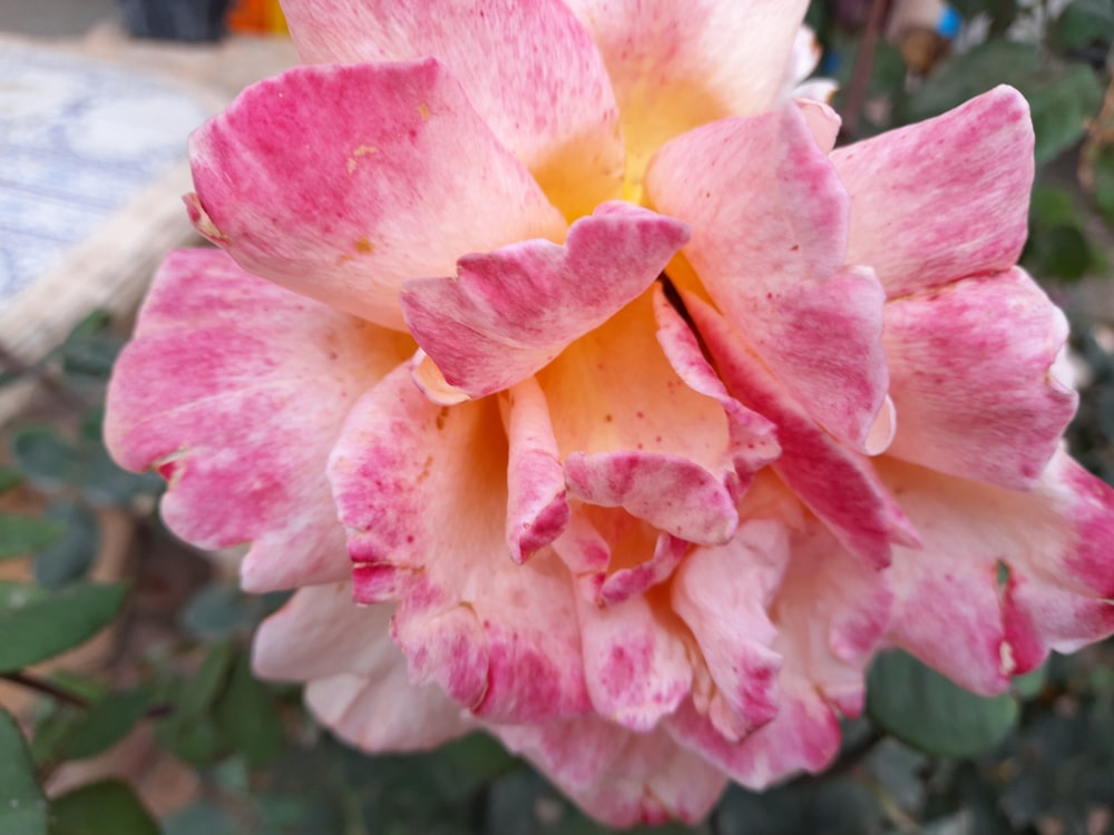 a pink and white flower with green leaves