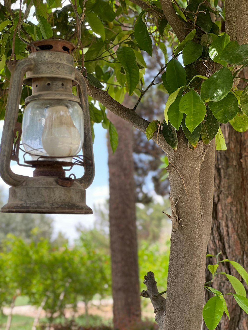 a lantern hanging from a tree in a park