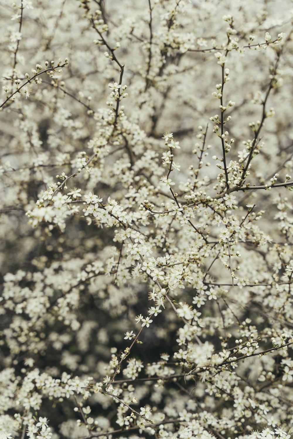 白い花を咲かせる木の接写