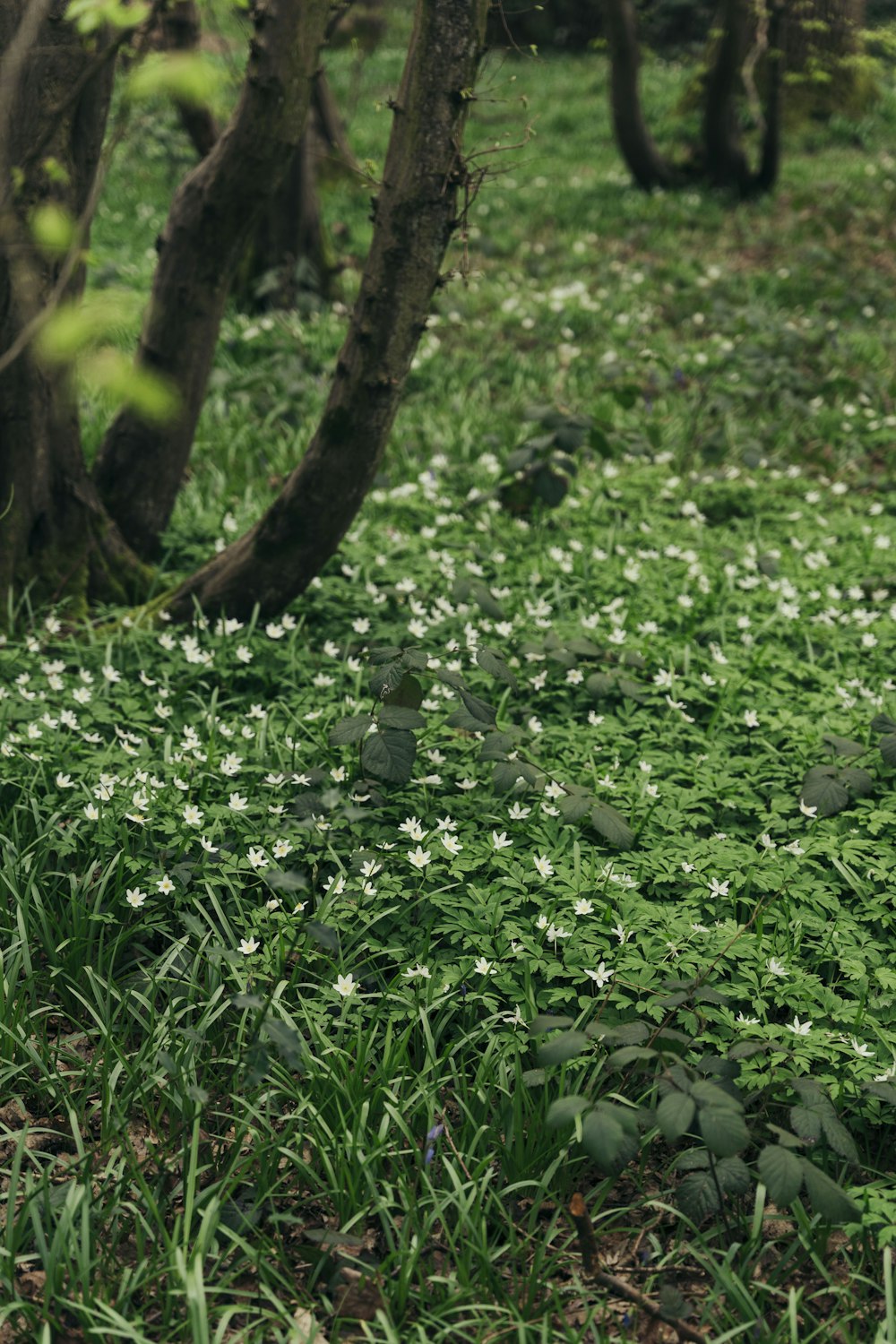 a field with white flowers and trees in the background