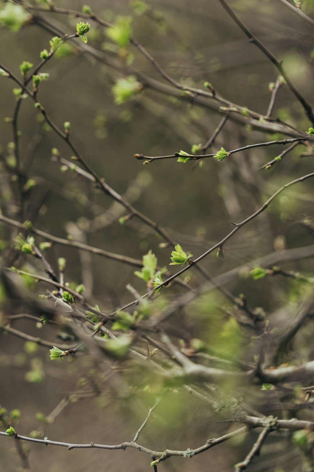 a bird sitting on a branch of a tree