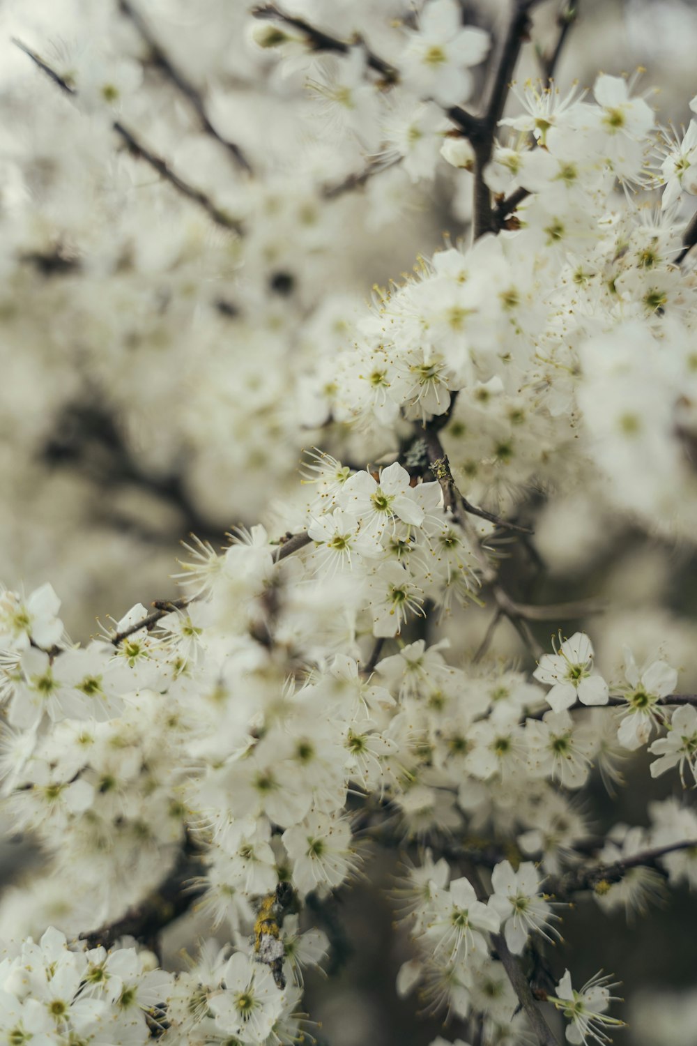 흰 꽃이 피는 나무의 클로즈업
