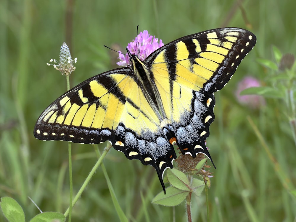 a yellow and black butterfly sitting on a pink flower