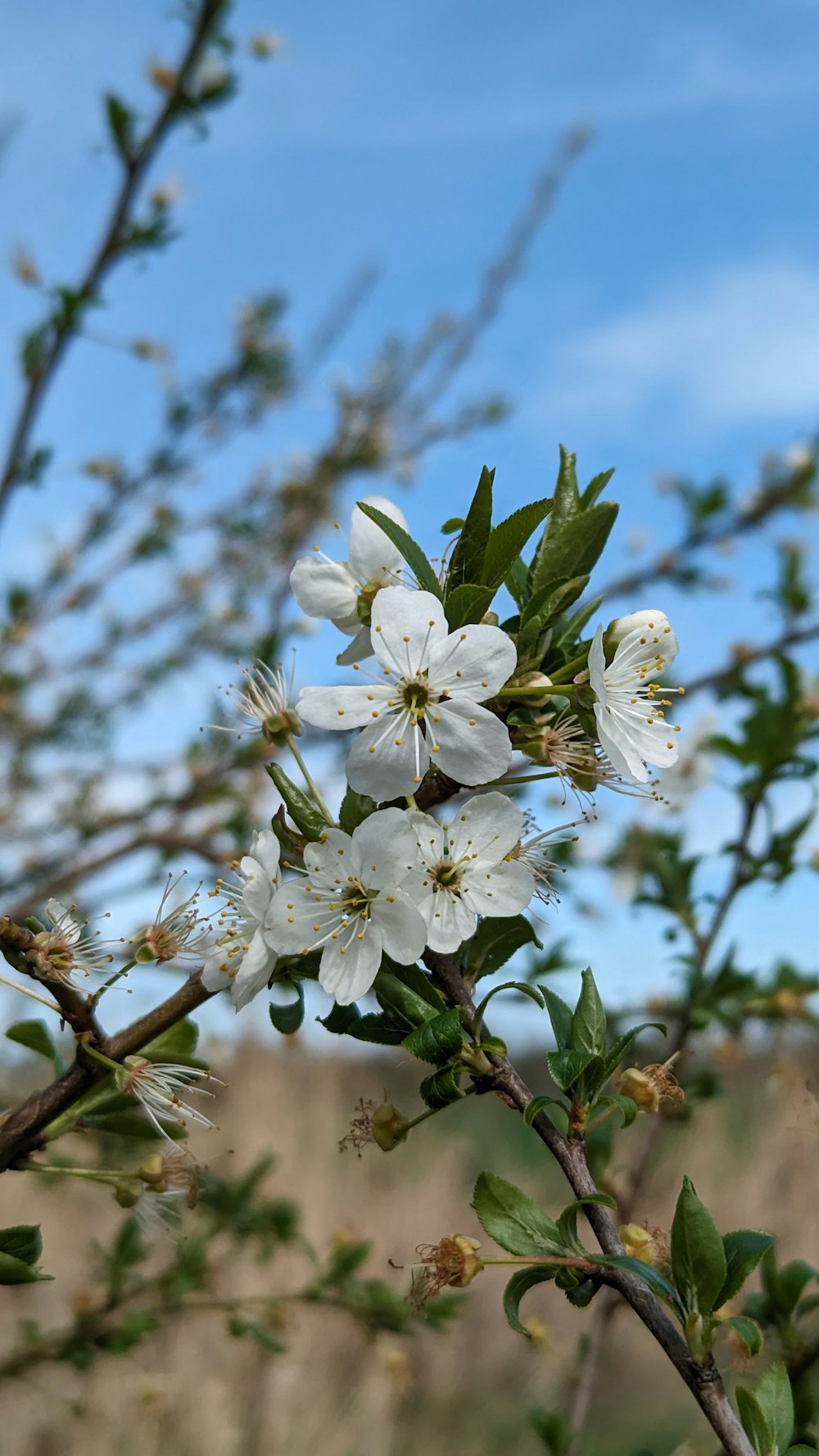 a branch with white flowers and green leaves