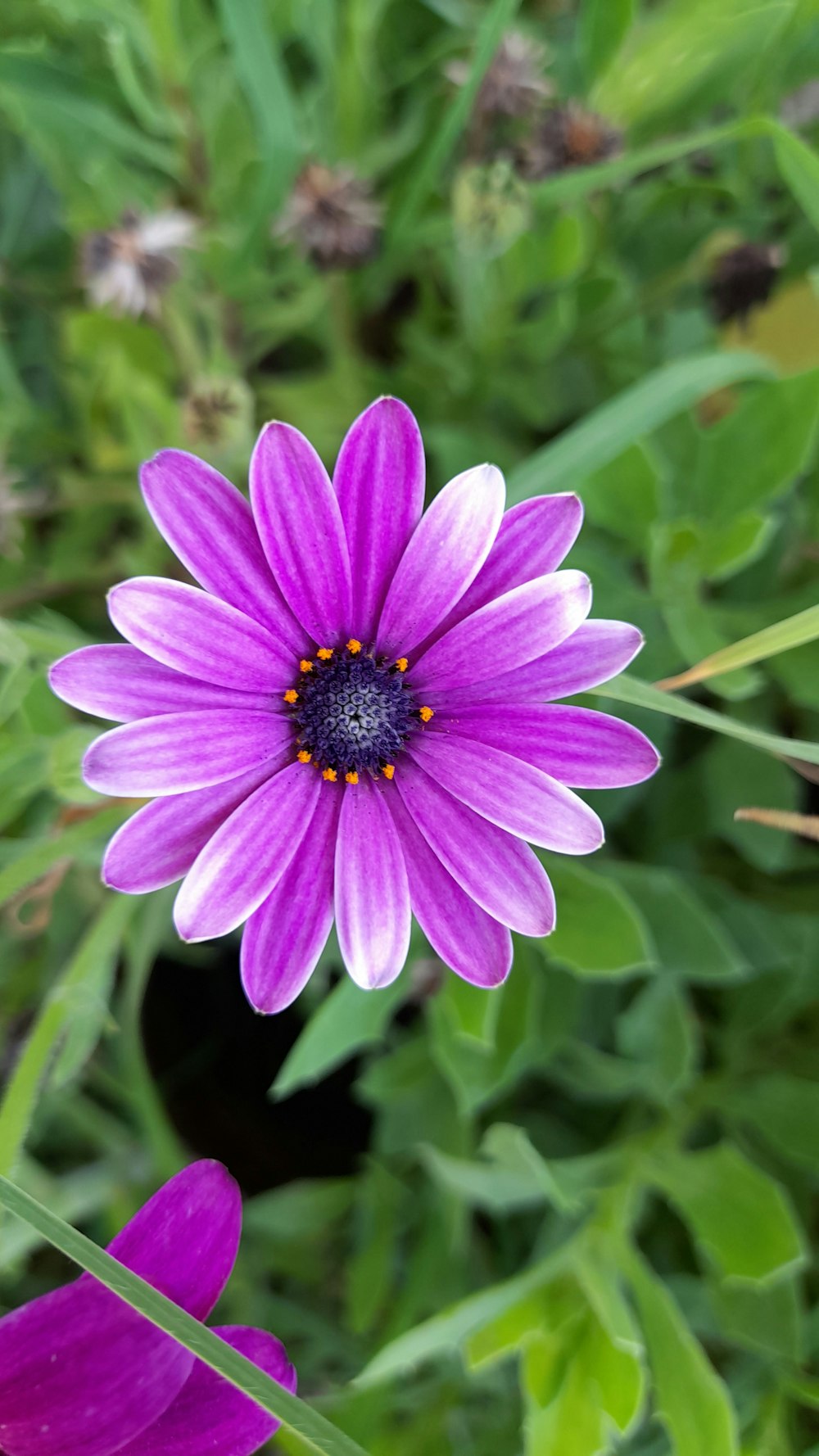 a close up of a purple flower in a field
