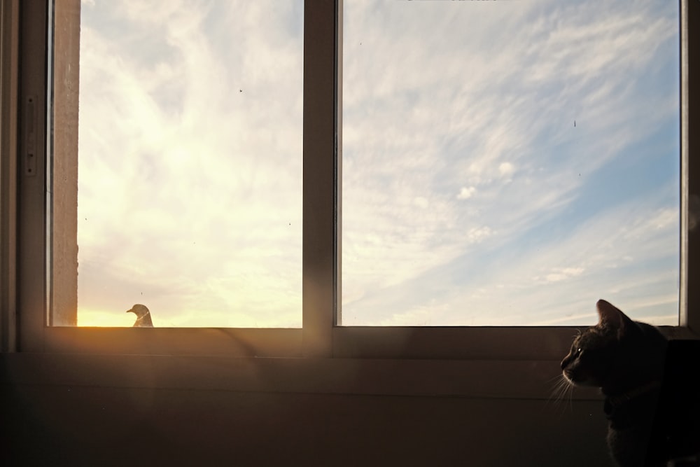 窓の前に座って空を眺める猫