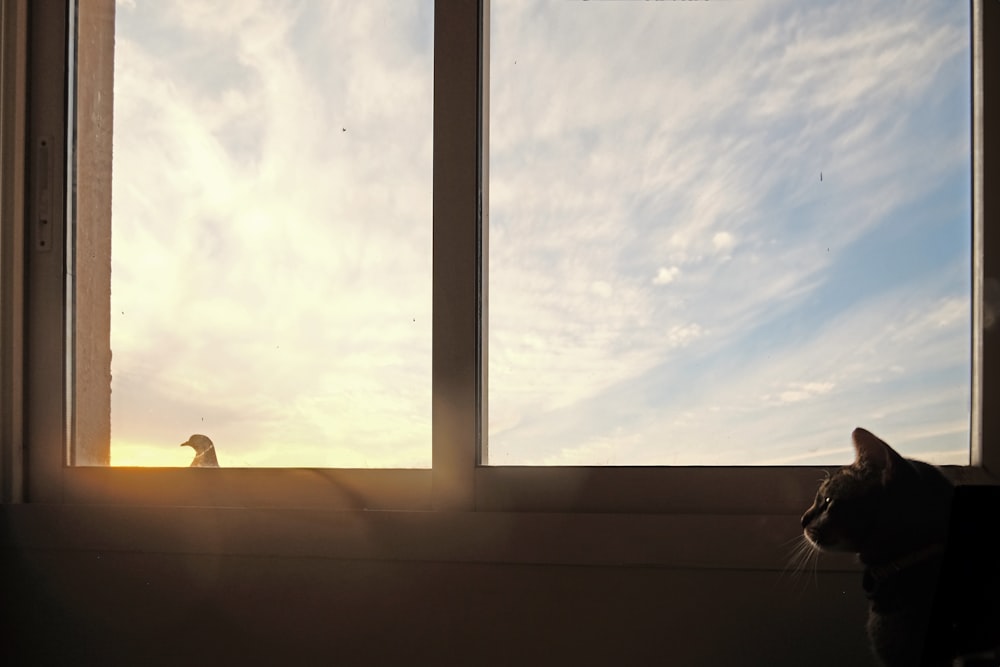 a cat sitting in front of a window looking out at the sky