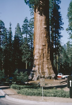a large tree in the middle of a park