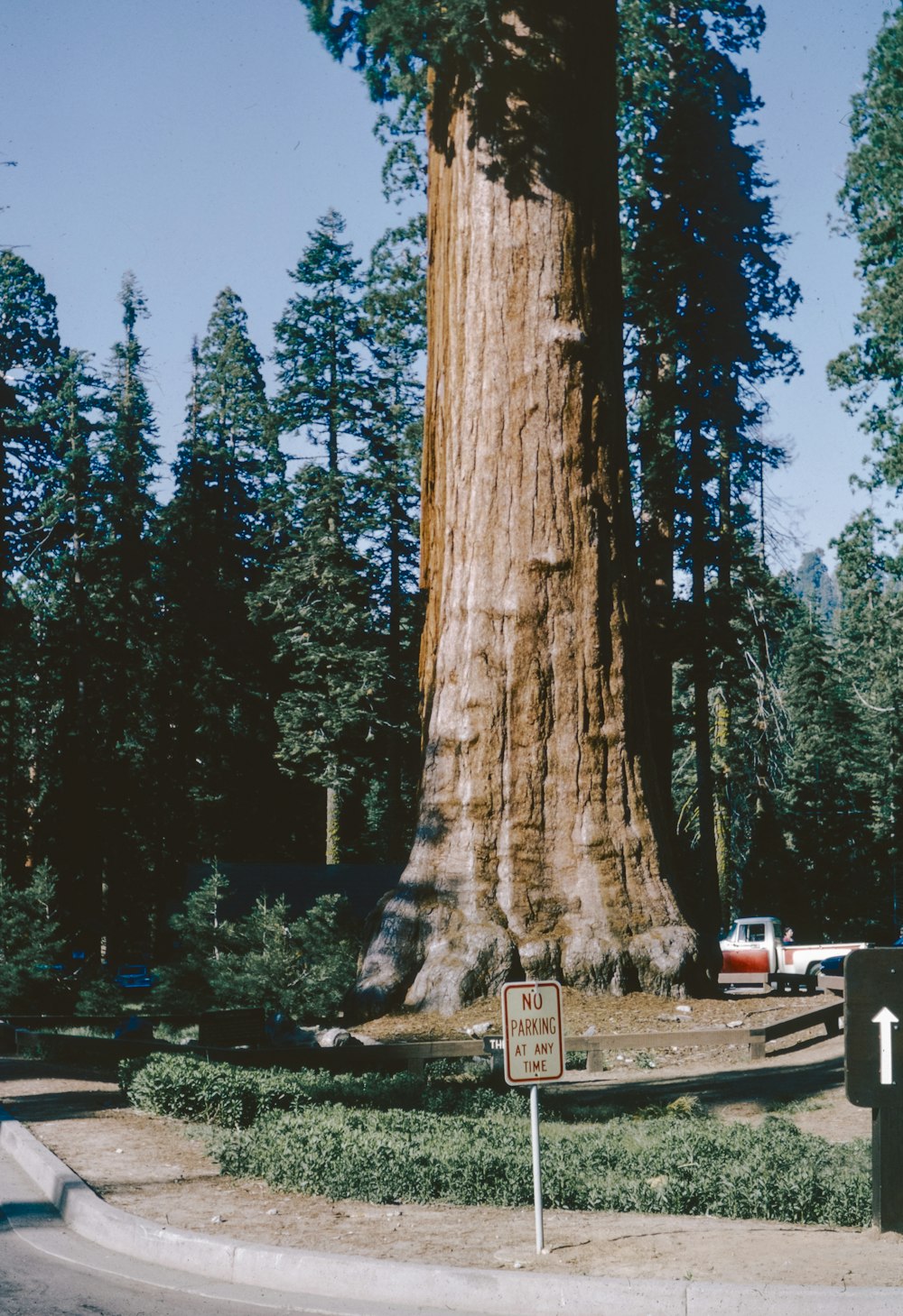 un grande albero in mezzo a un parco