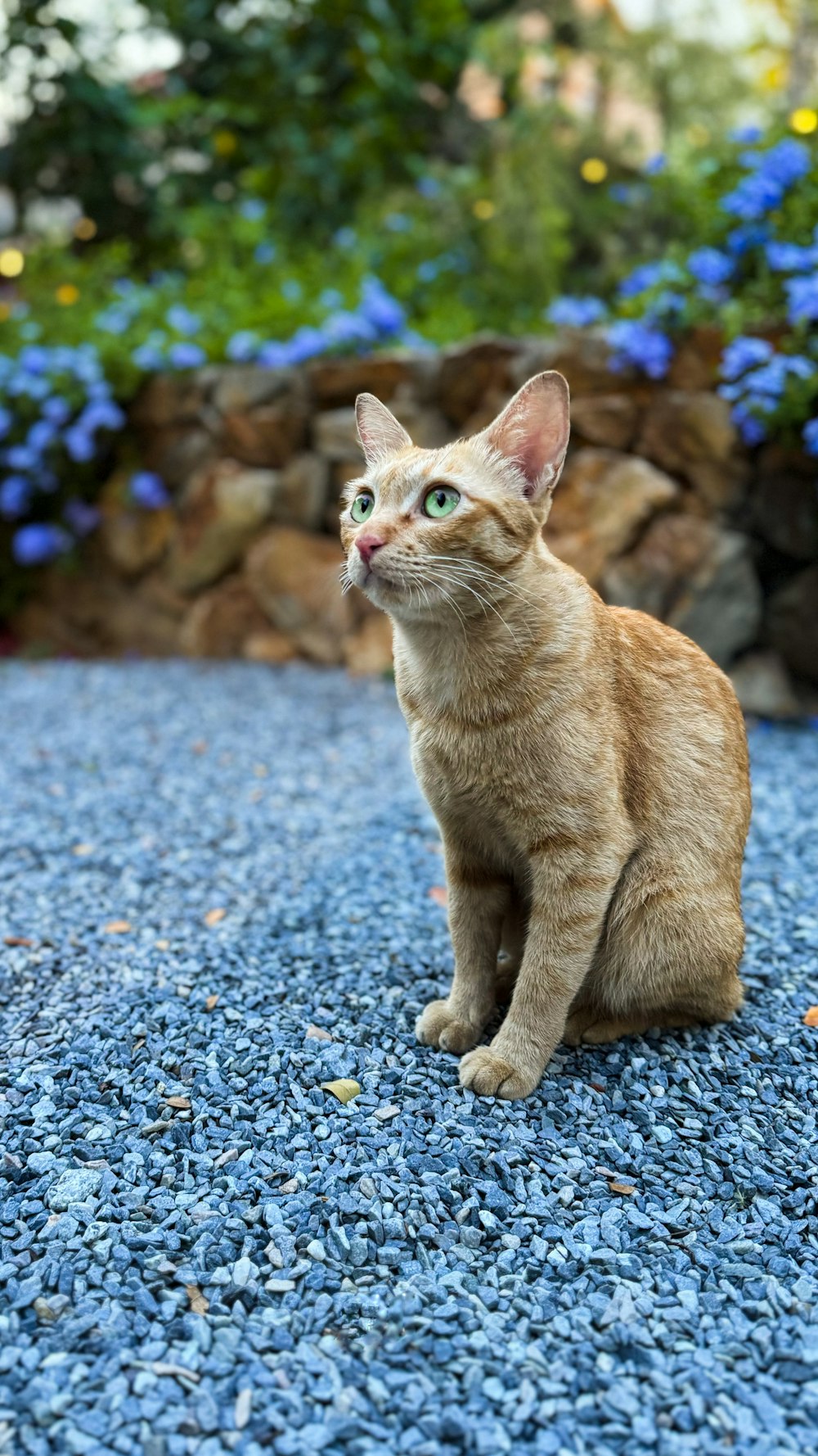 a cat sitting on the ground looking up