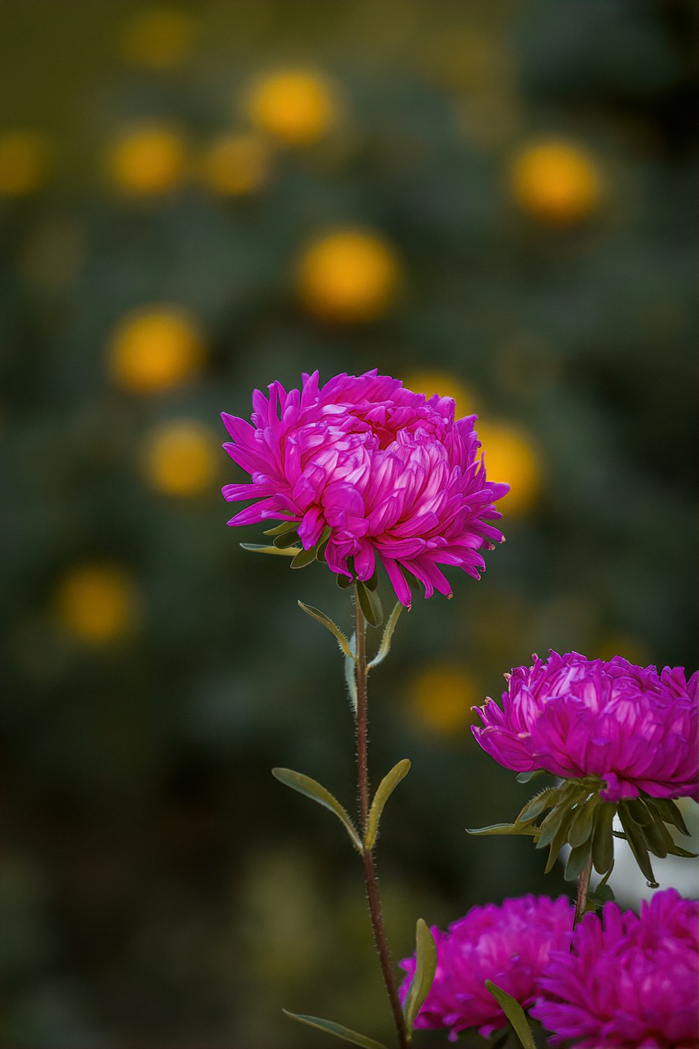 un primer plano de una flor rosa con un fondo borroso