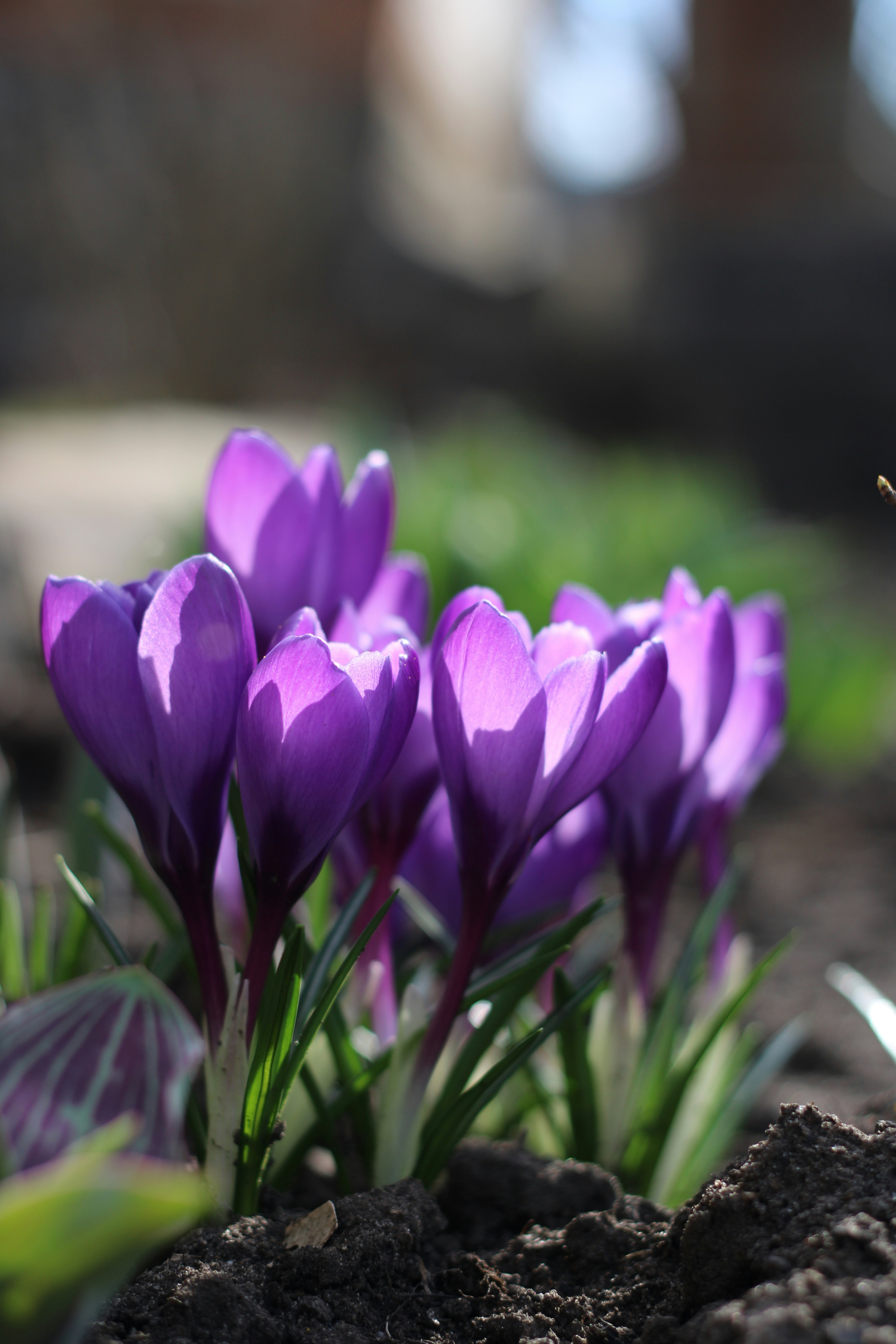 A group of purple flowers growing out of the ground photo – Free Flower ...