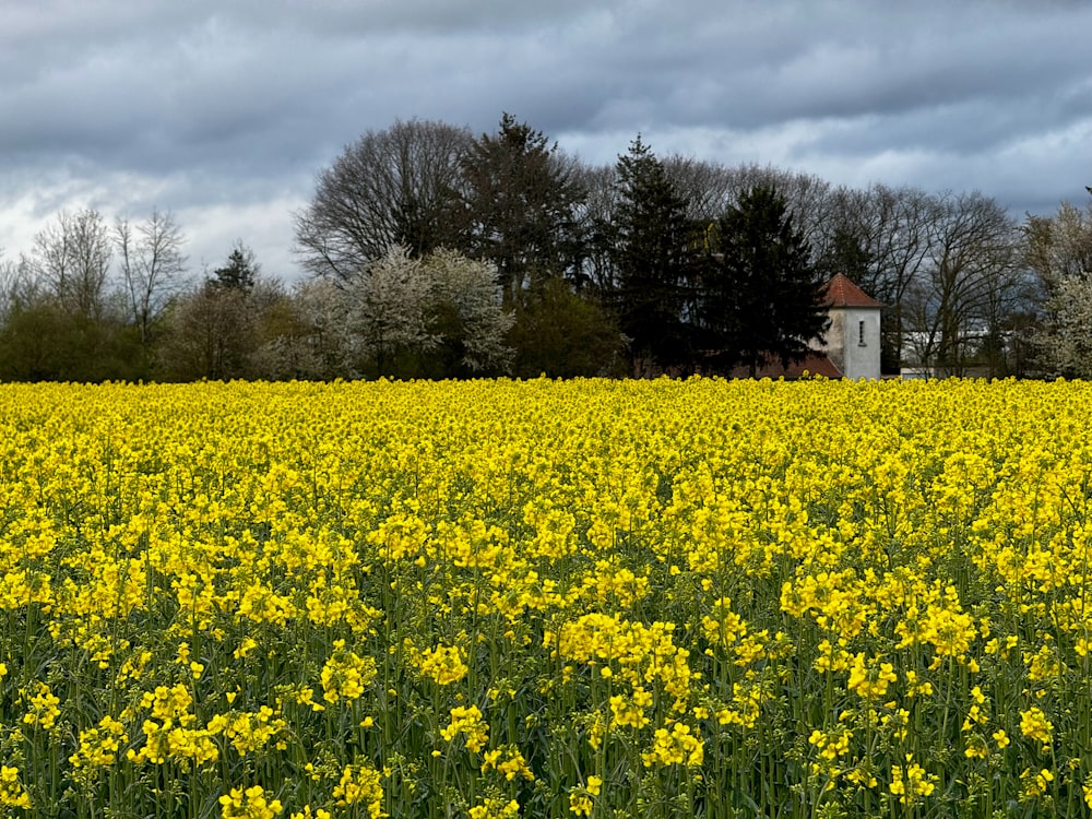 a field full of yellow flowers under a cloudy sky