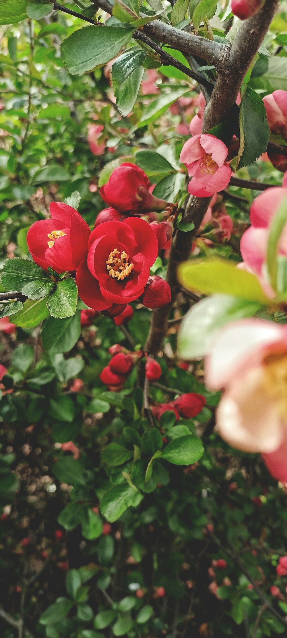 a bunch of flowers that are on a tree