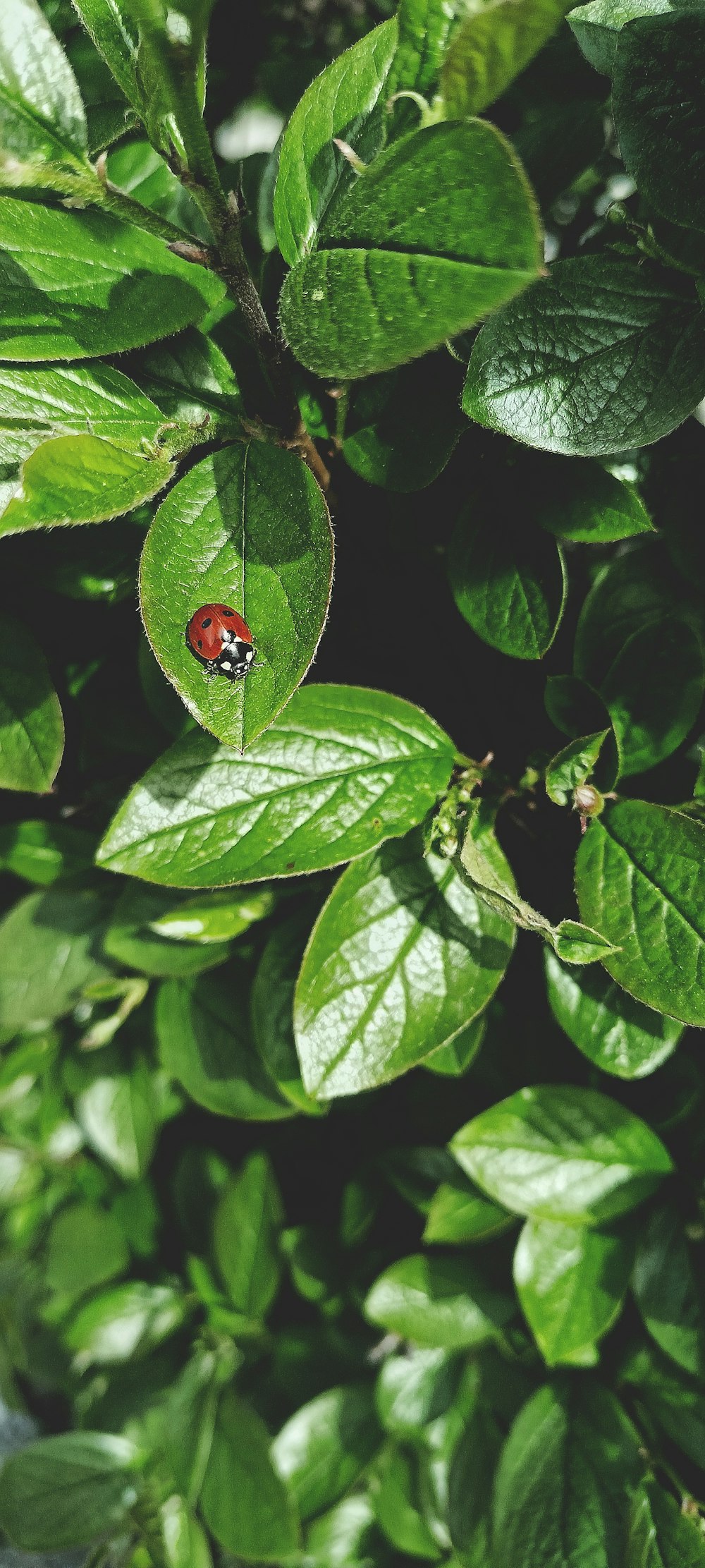 a ladybug sitting on top of a green leafy plant