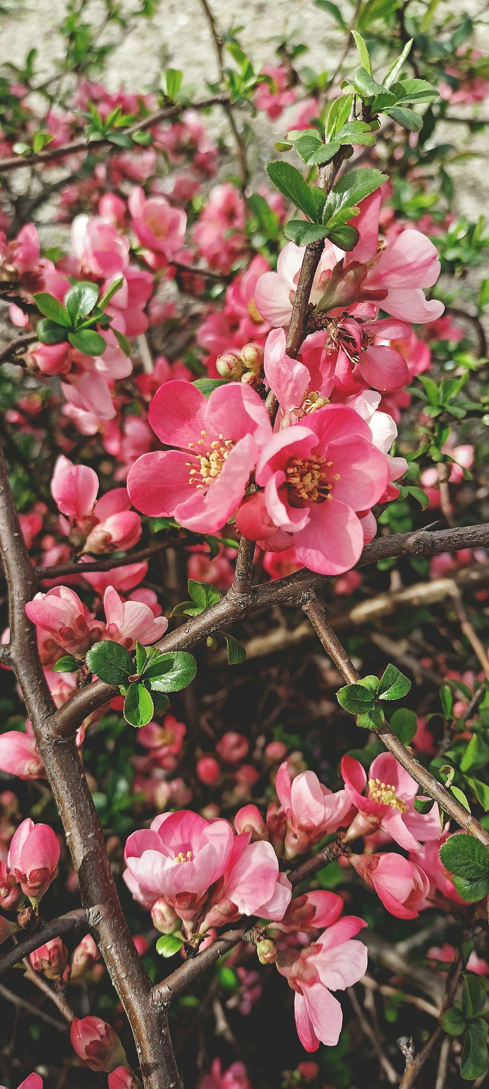 a bunch of pink flowers that are on a tree