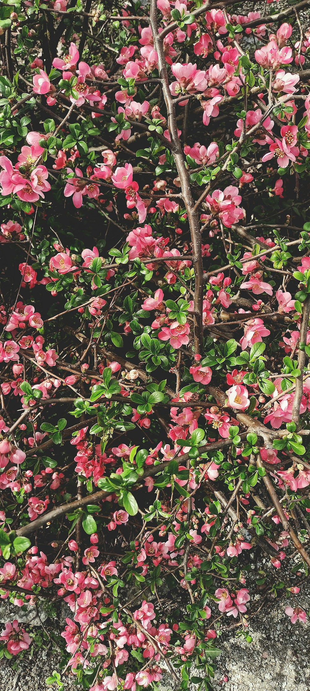 un cespuglio di fiori rosa con foglie verdi