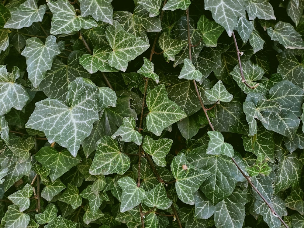 a close up of a bunch of green leaves