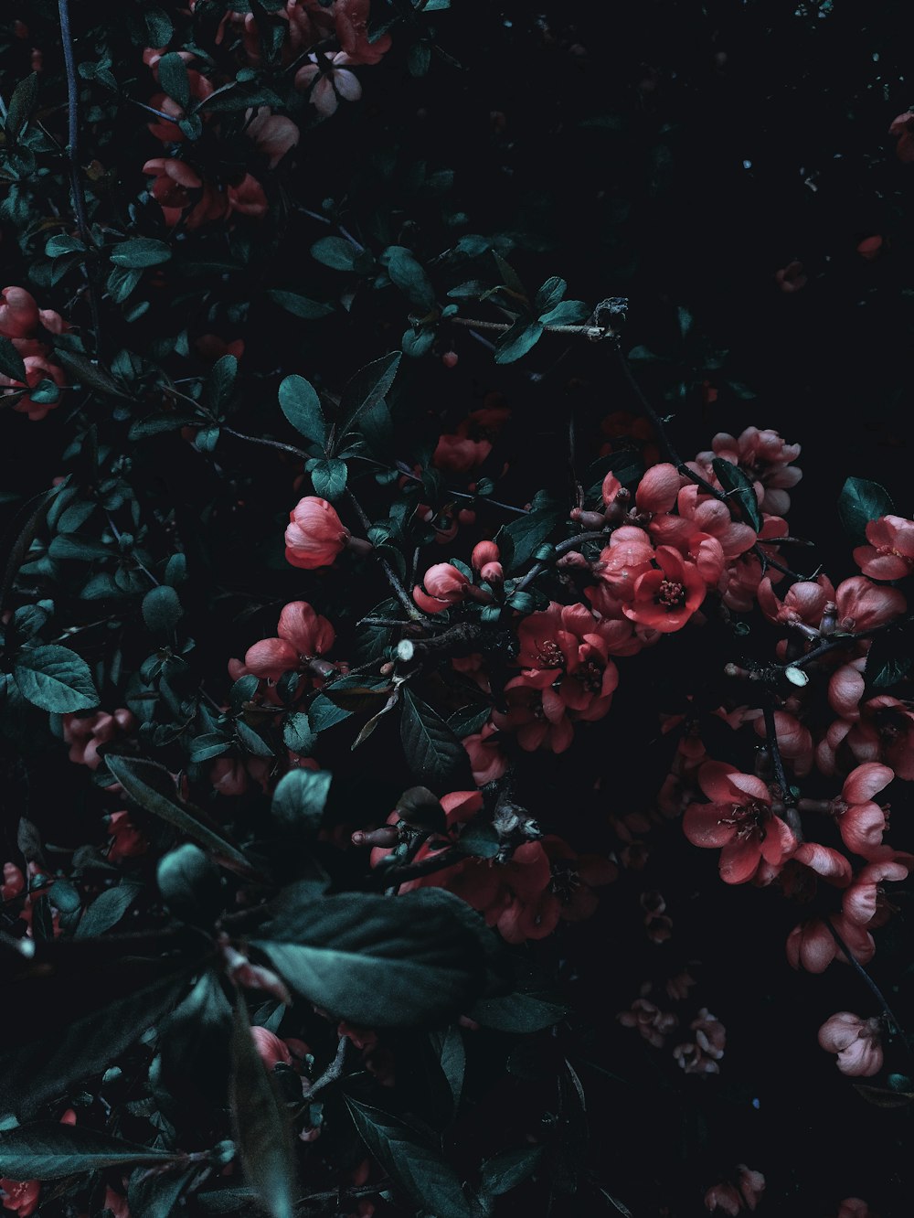 a bush with red flowers and green leaves