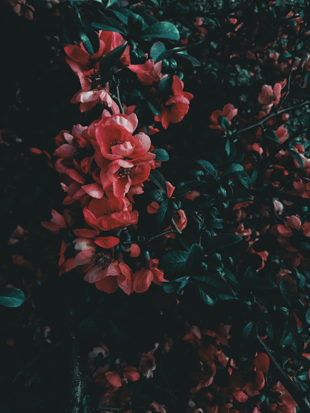 a bunch of red flowers that are on a bush