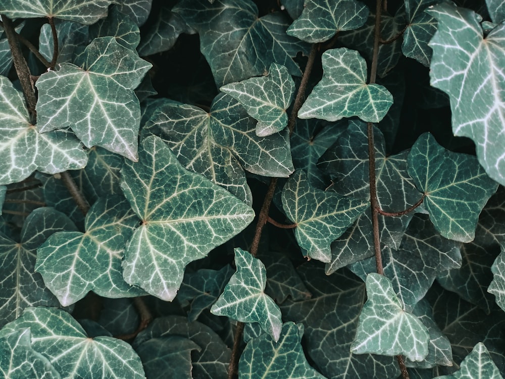 a close up of a plant with green leaves