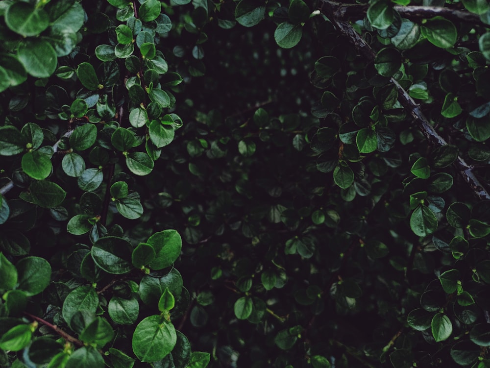 un arbre avec beaucoup de feuilles vertes