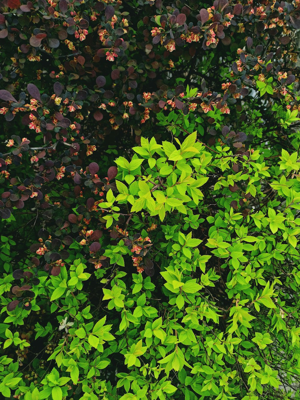 a red fire hydrant sitting next to a lush green bush