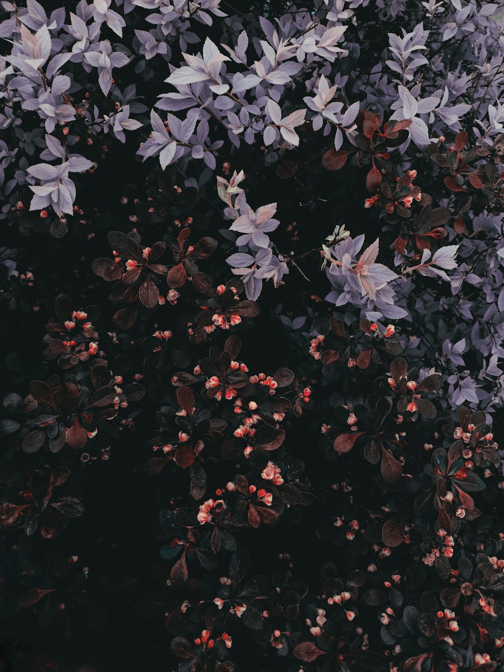 a bunch of purple and red leaves on a tree