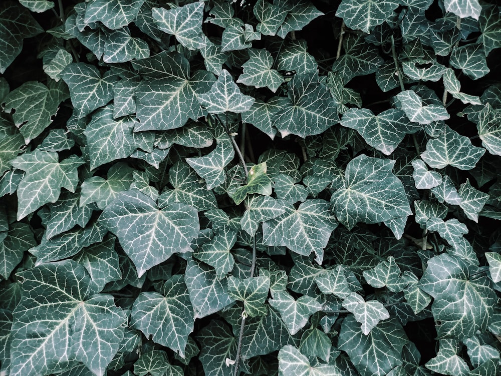 a close up of a plant with green leaves